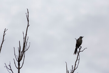 ave mirlo, posado sobre una rama seca de árbol , silueta de pájaro con cielo azul clro de fondo...