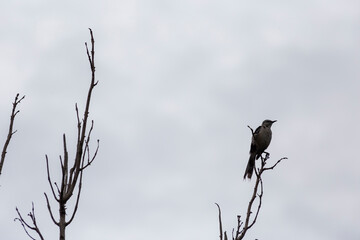 ave mirlo, posado sobre una rama seca de árbol , silueta de pájaro con cielo azul clro de fondo ,naturaleza, 