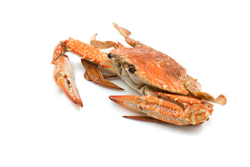 Horse Crab  on the white background