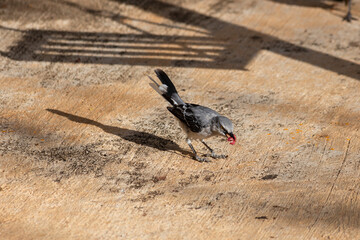 pájaro endémico del sur de mexico Yucatan y quintana roo, pájaro de color blanco con alas...