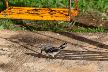 pájaro endémico del sur de mexico Yucatan y quintana roo, pájaro de color blanco con alas negras, posado sobre los tubos de un juego infantil