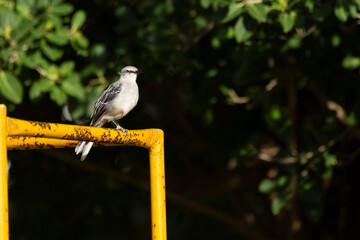 pájaro endémico del sur de mexico Yucatan y quintana roo, pájaro de color blanco con alas...