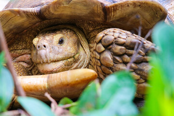 Giant Yellow-Footed Tortoise walking free on land. Big Turtles at the Zoo