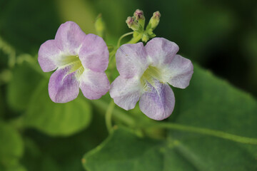 close up of a lilac