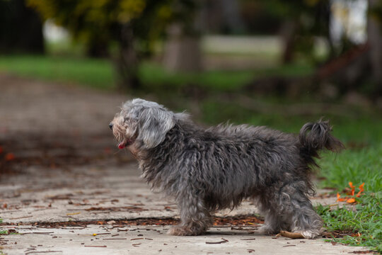Perro maltes, color gris con blanco, cachorro tierno de paseo por el parque.
