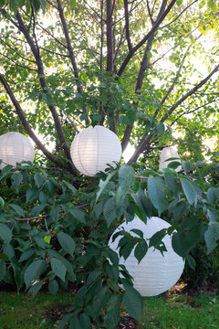 Sphere paper lantern in tree with soft evening sunlight in garden