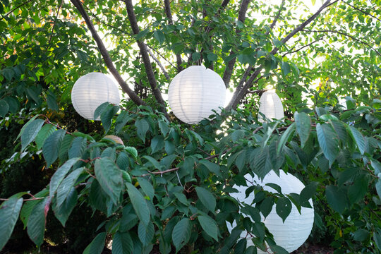 Sphere paper lantern in tree with soft evening sunlight in garden