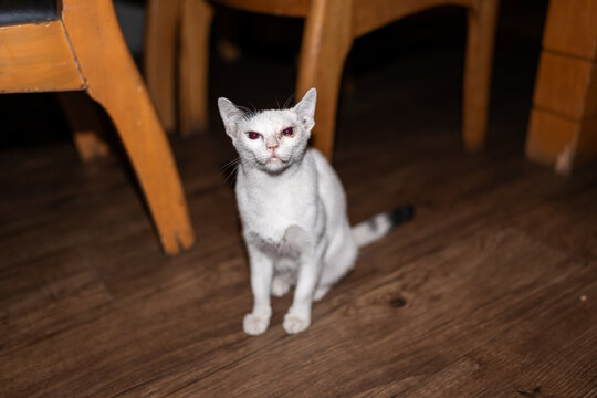 Cat on restaurant floor in thailand