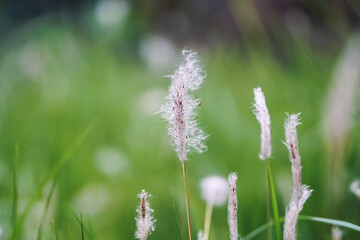 Fototapeta premium Cogon grass on a beautiful bokeh background (Kunai grass)