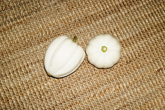 White rustic pumpkins and hard direct flashlight / fall harvest season