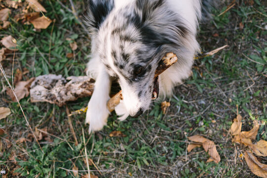 Border collie dog playing