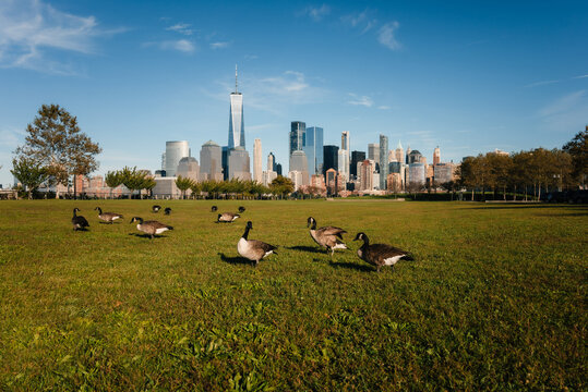 geese grazing on a sunny day in the park with Manhattan skyline behind