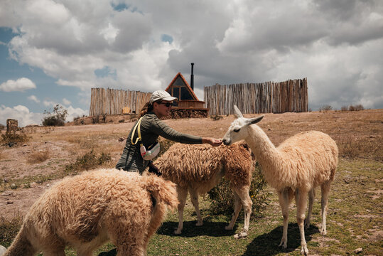 female tourist feeding llamas in Peru