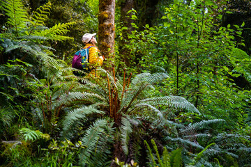 hiker girl walking through dense rainforest with native plants on the way to lake marian in...