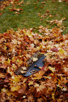 Autumn leaf texture on lawn raking and a rake on leaves