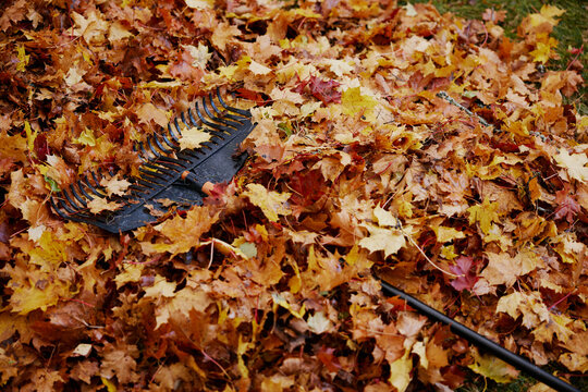 Autumn leaf texture on lawn raking and a rake on leaves
