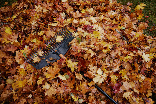 Autumn leaf texture on lawn raking and a rake on leaves