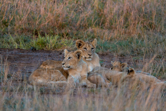 Fototapeta Lion family with cubs at sunset in Kruger National Park, South Africa