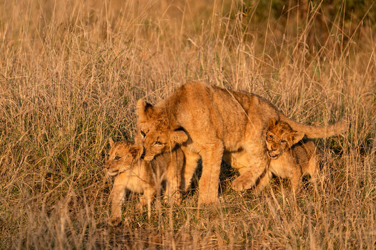 Lion family with cubs at sunset in Kruger National Park, South Africa