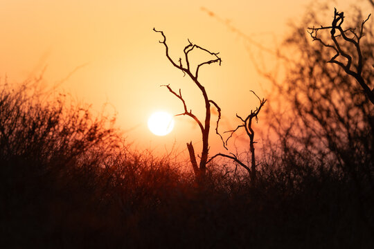 Fototapeta Sunset or sunrise in dry nature, Africa