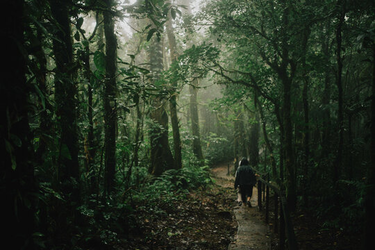 Sunlit Path Through Lush Green Forest