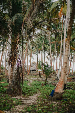 Small Island, beach and palm trees - San Blas Islands, Panama