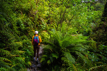 hiker girl walking through dense rainforest with native plants on the way to lake marian in fiordland national park, famous track near milford sound in new zealand south island