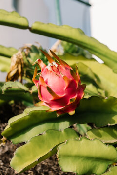 Close up of a dragon fruit ripe and ready to be harvested