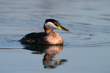 Red-necked Grebe duck bird floating alone on a calm lake and looking around