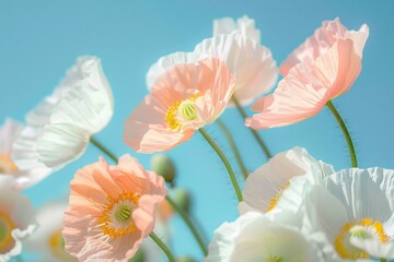 Obraz na płótnie Canvas A closeup of peach and white poppies against the blue sky, with petals that look like delicate fabric