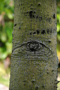 Close-up eye pattern on tree trunk