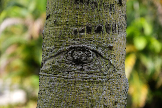 Close-up eye pattern on tree trunk