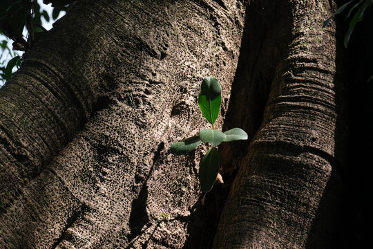 Close-up of buds growing on the trunk of a century-old banyan tree