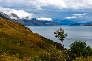 panorama of lake wanaka surrounded with rugged mountains; famous lake in otago, new zealand south island