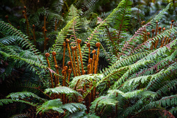 Close up on native crown fern (lomaria discolor) sprouting next to Blue Pools Track, Mount Aspiring National Park, Otago, New Zealand