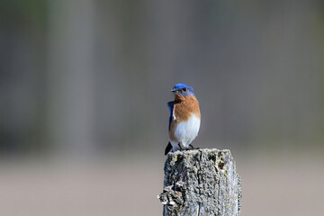 A bright colorful vibrant blue male Eastern Bluebird sits perched on a fence post