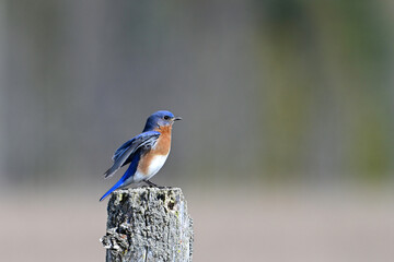 A bright colorful vibrant blue male Eastern Bluebird sits perched on a fence post