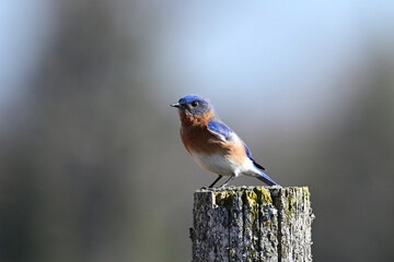 A bright colorful vibrant blue male Eastern Bluebird sits perched on a fence post singing