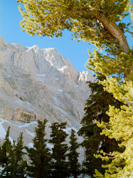 Mt Whitney Layered Tree Medium Format