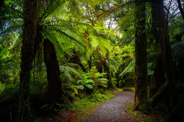 unique vegetation of native rainforest in mount aspiring national park, new zealand south island,...