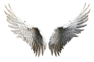Obraz premium angel wings isolated on white