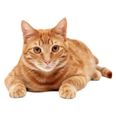 Obraz premium A beautiful smooth-haired cat on transparent background