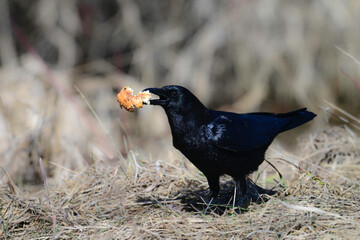 Fototapeta premium An American crow stands along a country road with a piece of a discarded Everything bagel in its beak