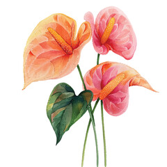 beautiful anthurium flower vector illustration in watercolour style