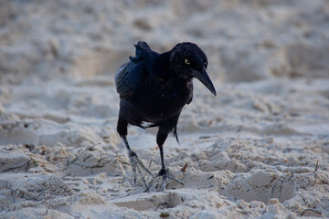 black raven on the ground