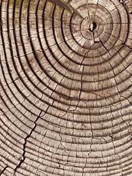 Close up tree rings 