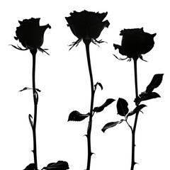 Three Black and White Roses