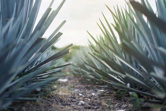Mexico: agave