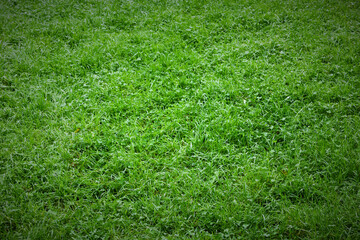 Fresh green grass as background outdoors, closeup