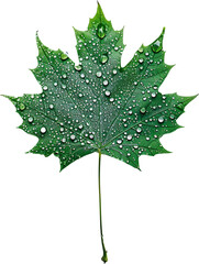 Fototapeta premium Green Leaf With Water Droplets